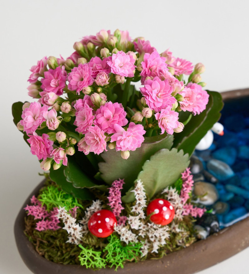 Seçkin Dekor Saksıda Pembe Kalanchoe Teraryum