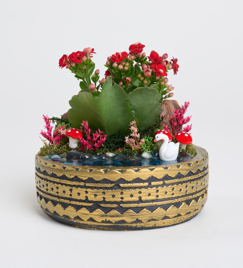 Şık Ring Saksıda Kırmızı Kalanchoe Teraryum