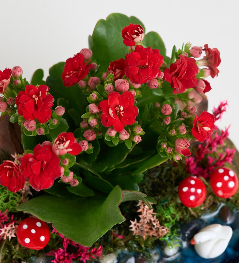Şık Ring Saksıda Kırmızı Kalanchoe Teraryum