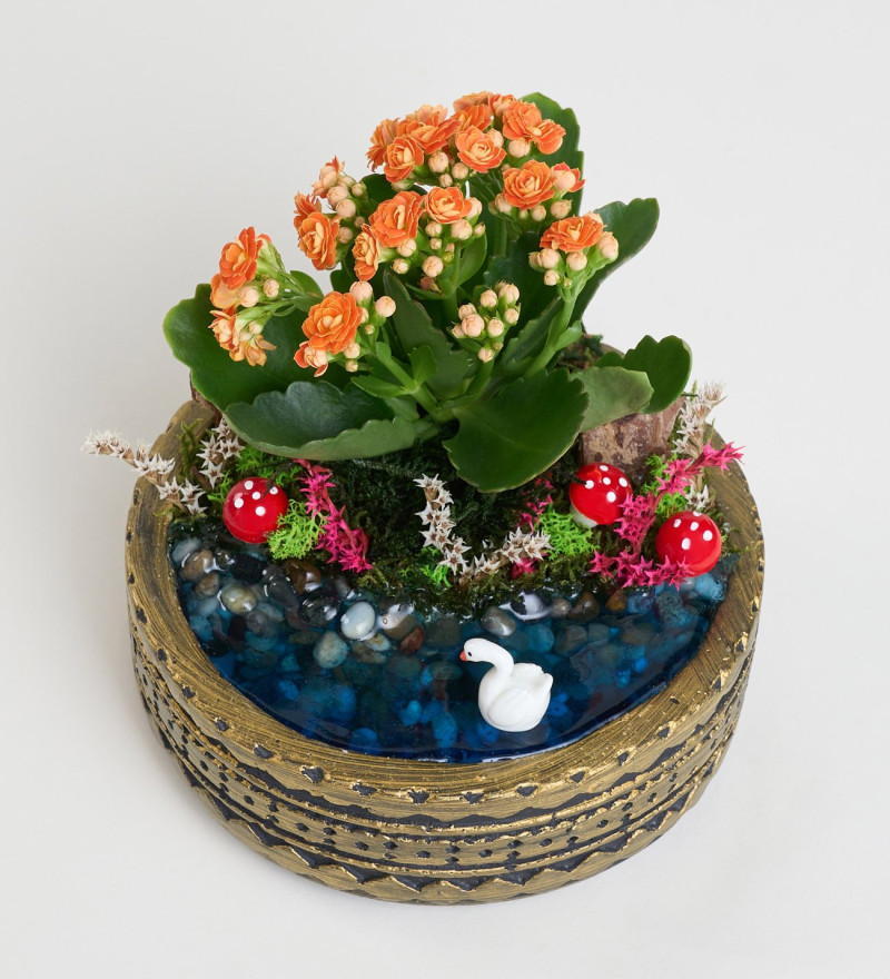 Şık Ring Saksıda Turuncu Kalanchoe Teraryum