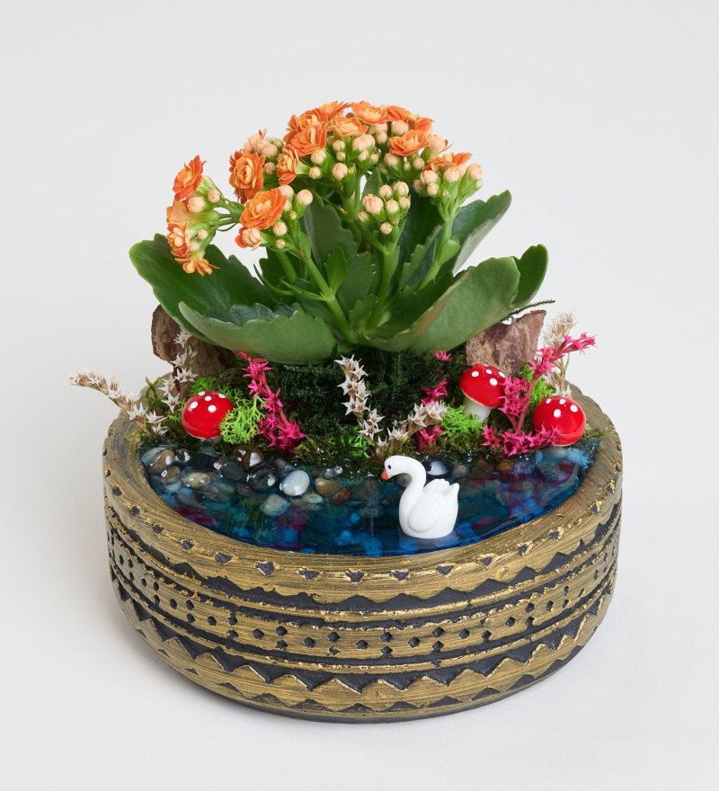 Şık Ring Saksıda Turuncu Kalanchoe Teraryum