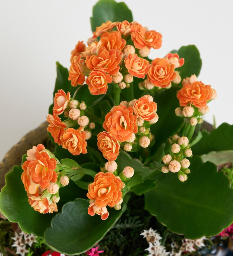 Şık Ring Saksıda Turuncu Kalanchoe Teraryum