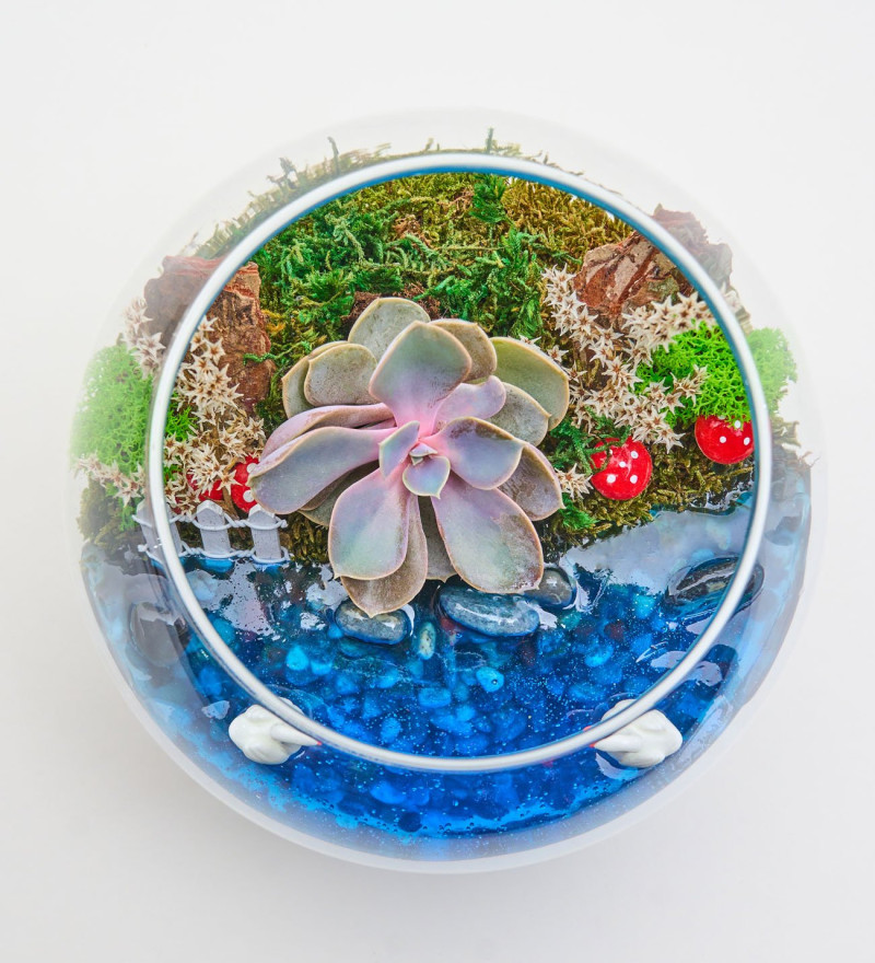 Modern Cam Fanusta Echeveria Perle Von Nurnberg Teraryum