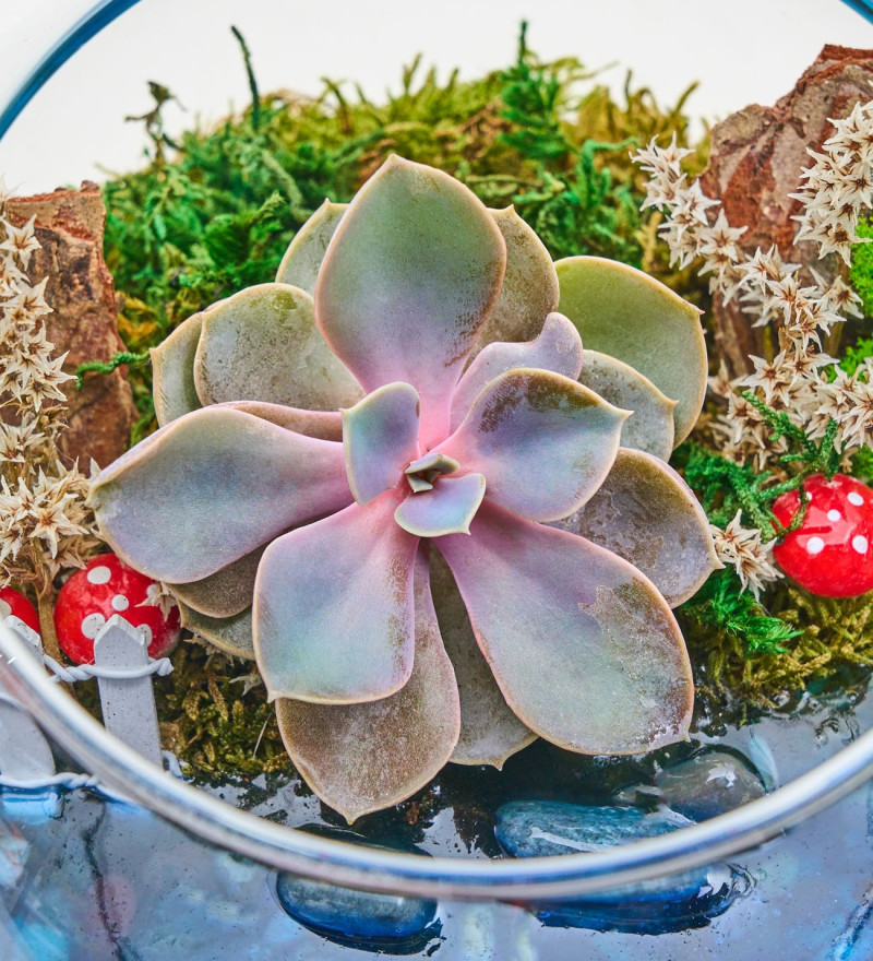 Modern Cam Fanusta Echeveria Perle Von Nurnberg Teraryum