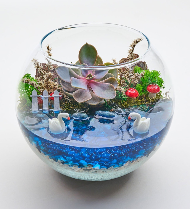 Modern Cam Fanusta Echeveria Perle Von Nurnberg Teraryum