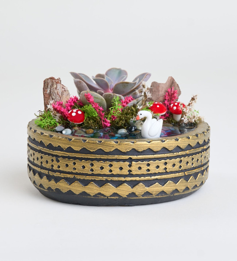 Lüks Ring Saksıda Echeveria Perle Von Nurnberg Teraryum
