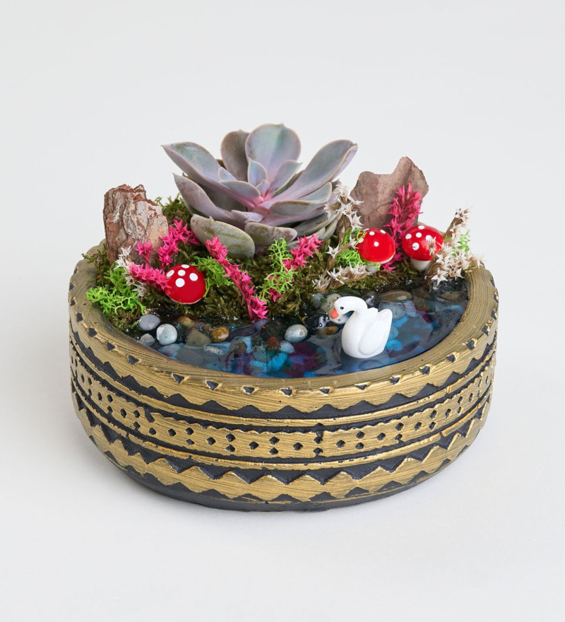 Lüks Ring Saksıda Echeveria Perle Von Nurnberg Teraryum