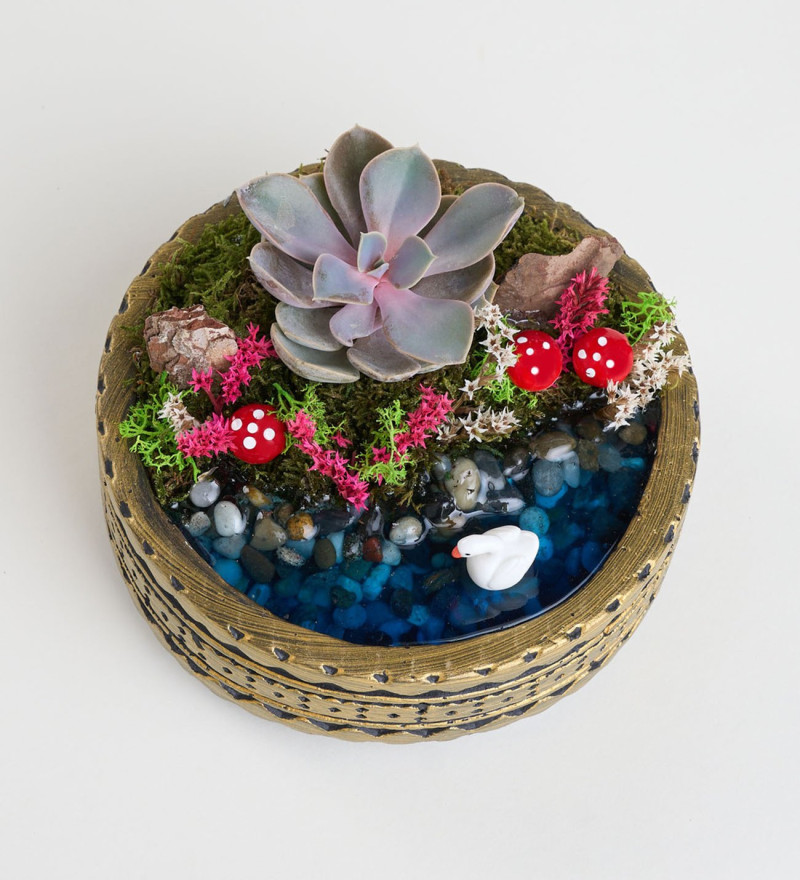 Lüks Ring Saksıda Echeveria Perle Von Nurnberg Teraryum
