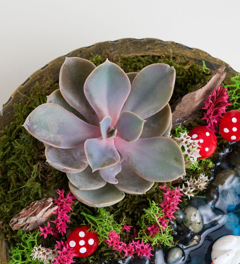 Lüks Ring Saksıda Echeveria Perle Von Nurnberg Teraryum