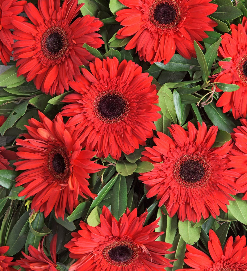 Premium Tek Katlı Kırmızı Gerbera Çiçekleri Çelenk