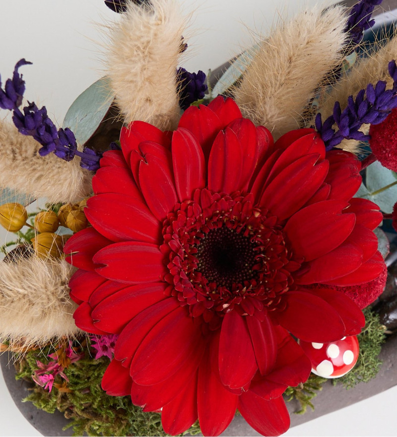Özel Dekor Saksıda Kırmızı Gerbera & Craspedia Teraryum