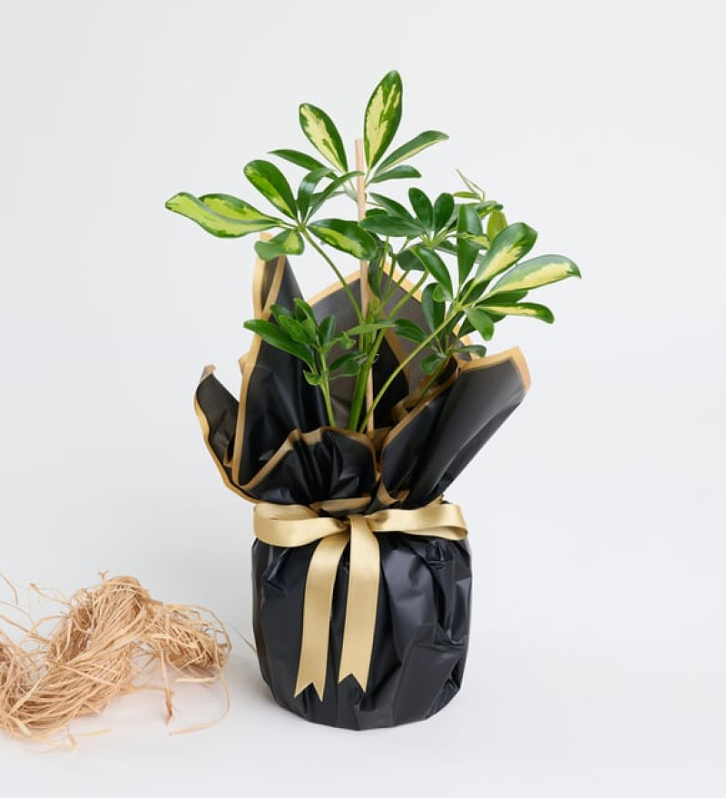 Şık Buket Kağıdında Schefflera Tekli p12