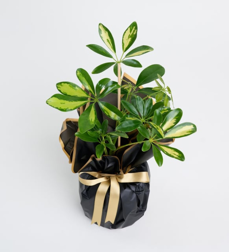 Şık Buket Kağıdında Schefflera Tekli p12