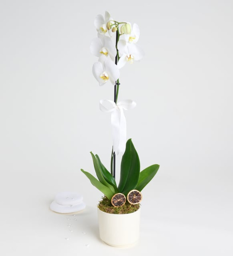 Zarif Phalaenopsis Tek Dal Orkide Çiçeği