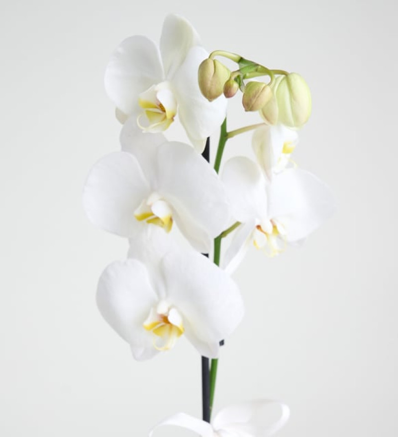 Zarif Phalaenopsis Tek Dal Orkide Çiçeği